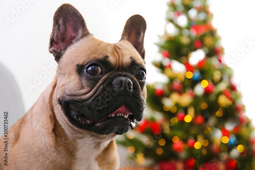 French bulldog guarding christmas presents concept. Adult adorable dog with wrinkled face under holiday tree with wrapped gift boxes, festive lights. Festive background, close up, copy space. © Evrymmnt