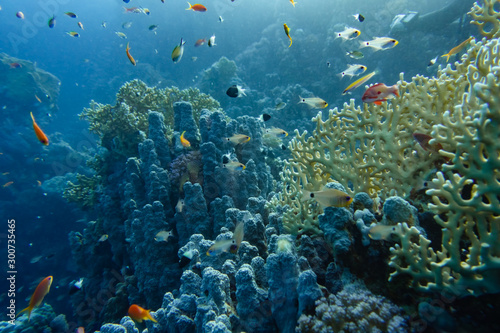 Korallenriff mit bunten Fischen © SteveMC