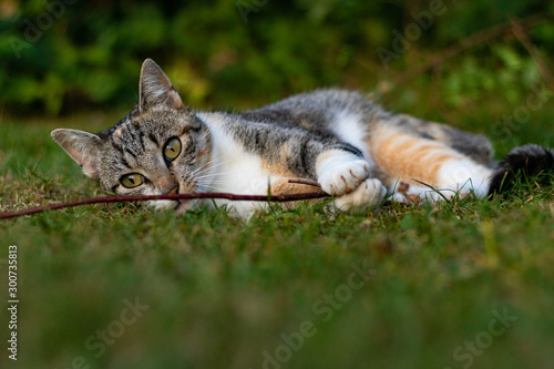 Photography wild cat