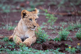 Lion cub on a rainy morning in Zimanga Game Reserve in Kwa Zulu Natal in South Africa