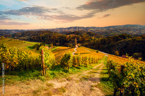 Vineyards with a autumn  in Spicnik  Slovenia