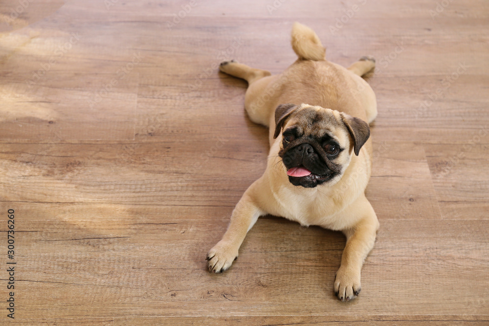 Funny dreamy pug with sad facial expression lying on wood textured floor. Domestic pet at home, hardwood flooring. Purebred dog with wrinkled face. Close up, copy space, background.