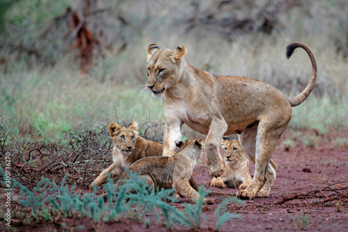 Lion female and cub playing on a rainy morning in Zimanga Game Reserve in Kwa Zulu Natal in South Africa