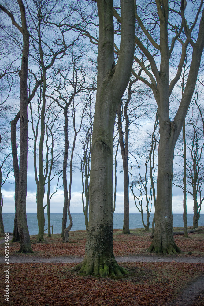 Buchen an der Küste
