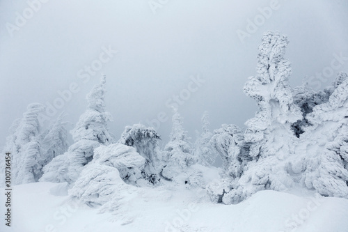 Misty frozen winter landscape with snow covered pine trees in the Carpathians, Transylvania, Romania