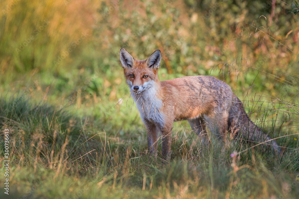 Red Fox (Vulpes vulpes) Red Fox (Vulpes vulpes)