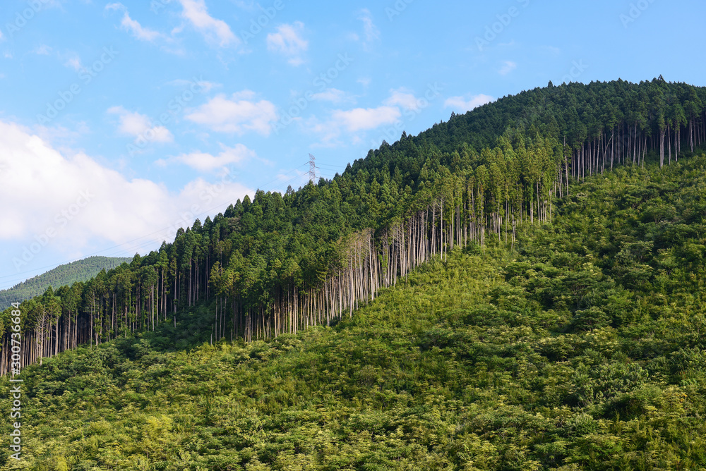 Fototapeta premium 林業 環境 山風景