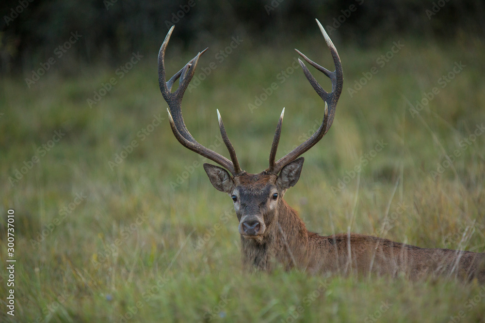 Red deer standing on grass beside tree with forest in background. Wildlife in natural habitat Red deer standing on grass beside tree with forest in background. Wildlife in natural habitat