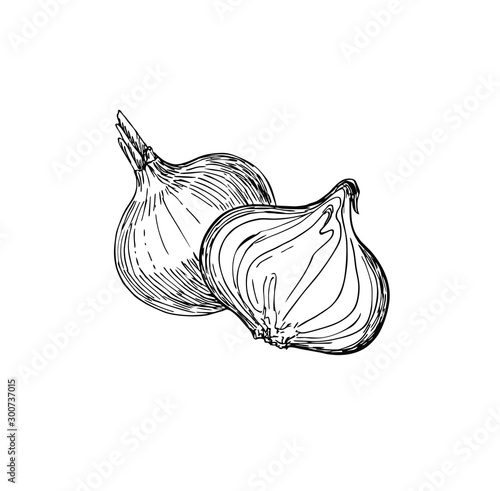 Onion in line art style.