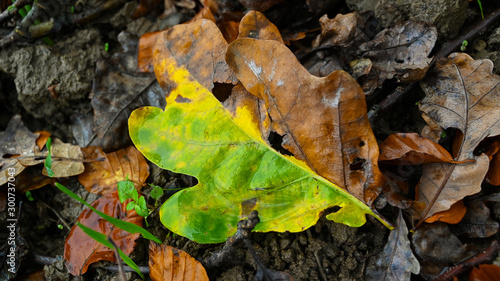 Eichenblatt mit zwei Seiten - Sommer und Herbst