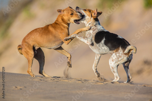 Canvas Print Two dogs are fighting and barking on the beach