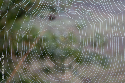 Spider web with water drops closeup. Spiderweb with dew on thread. Beautiful big spider net with drops in morning fog. Autumn nature close up. Wildlife macro. Web texture closeup. 