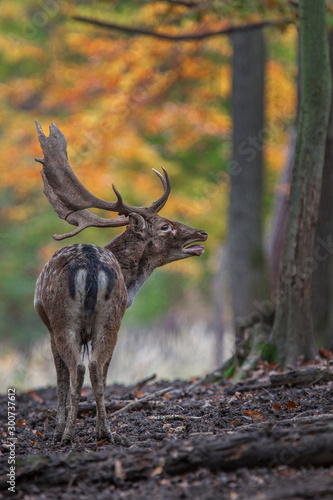 Fallow deer Dama dama. Photographed in the Slovakh Republic. It is spread throughout Europe. The wild nature