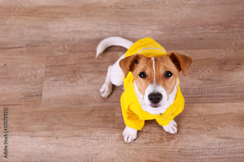Cute four months old Jack Russel terrier puppy with folded ears wearing yellow raincoat. Small adorable doggy with funny fur stains. Close up, copy space, wood textured floor background. © Evrymmnt