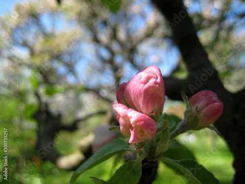 apple blossom