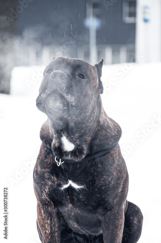 dog in the snow