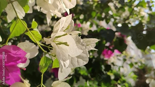 white bugenvilija slow motion. white flower outdoor photo