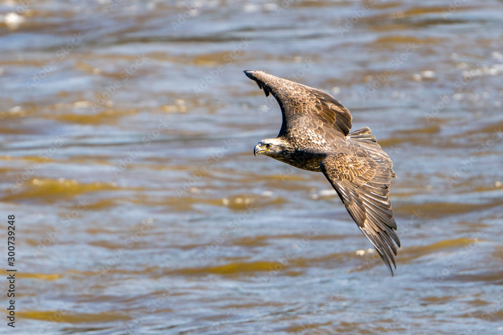 Juvenile Eagle in Flight Over water Juvenile Eagle in Flight Over water