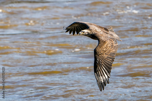 Juvenile Eagle in Flight Over water © Glenn