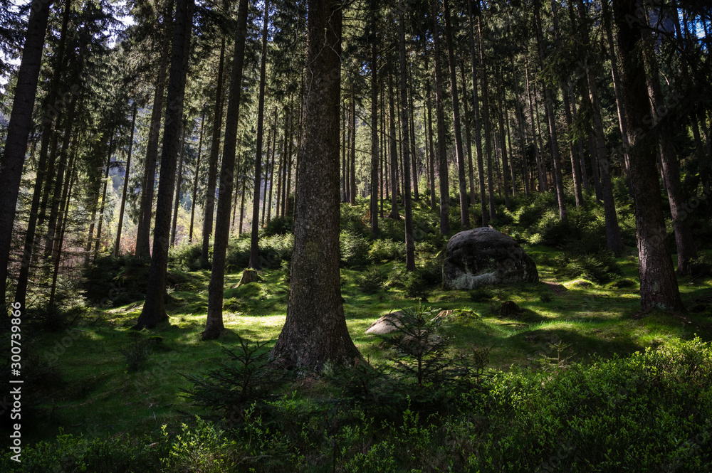Naklejka premium in the forest