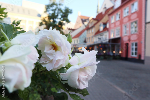 White pink roses flowers in old city center Riga Latvia. Europe travel with nice old buildings street cafe. Macro close-up shot with evening lights