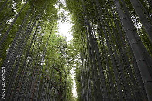 Bamboo forest