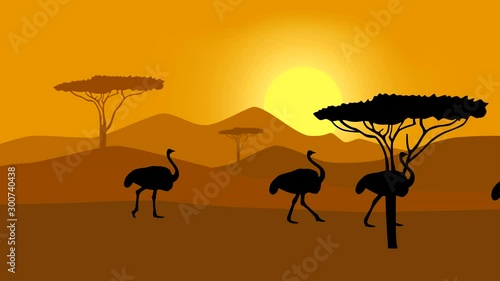 Silhouettes of the ostriches walking in the savanna, animation with ostriches photo