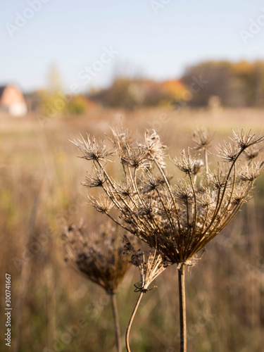 field of wheat