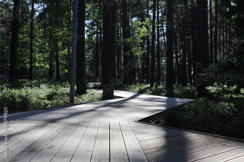 City Jurmala park rest area green pone trees wlak path wooden way with sunlight tree shadow photo
