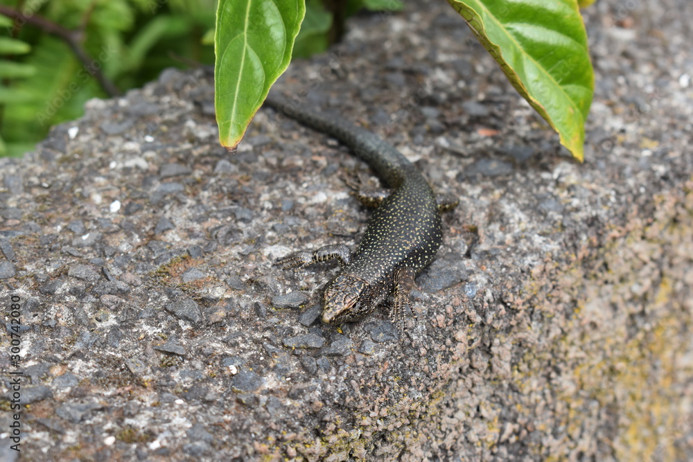 A small lizard is sitting on a stone A small lizard is sitting on a stone