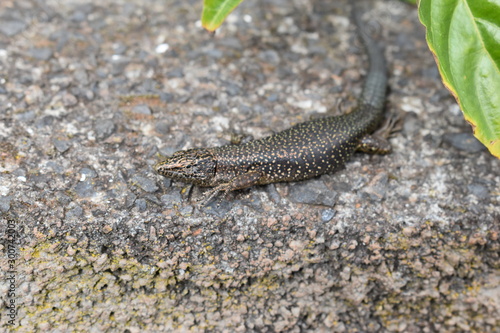 A small lizard is sitting on a stone