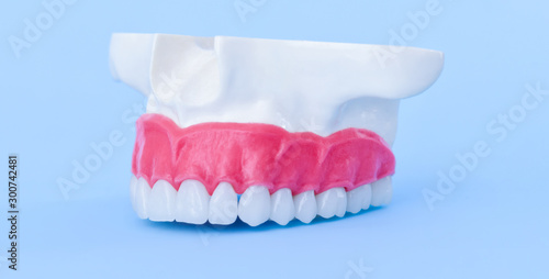 Upper human jaw with teeth and gums anatomy model