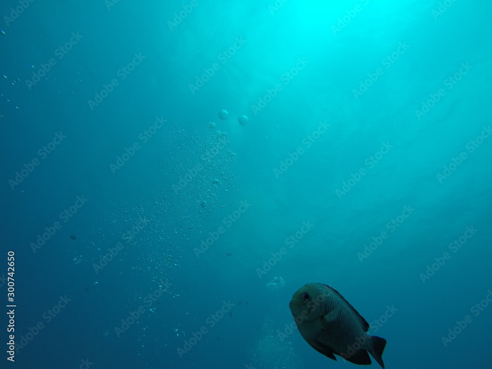 Fototapeta premium fish in ocean