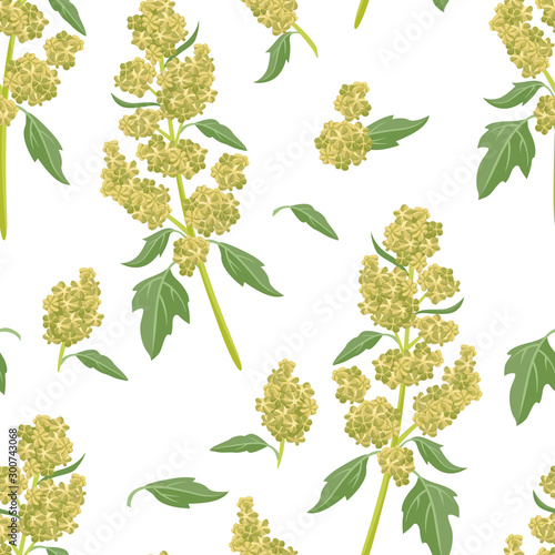 Quinoa plant seamless pattern on  white background. Vector illustration of superfood. Cereal grain in cartoon flat style. Amaranth family.