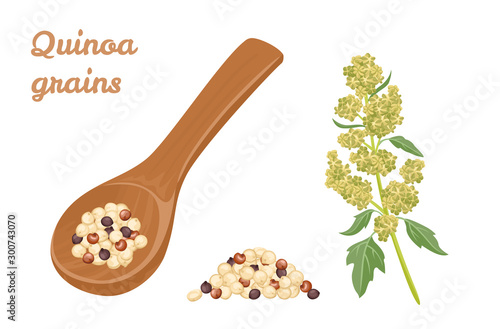 Quinoa Tricolor grains in wooden spoon, pile of seeds and plant isolated on white background. Superfood vector illustration in cartoon simple flat style.