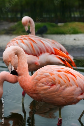 flamingos em santiago photo
