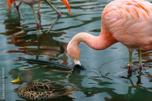 flamingos no chile photo