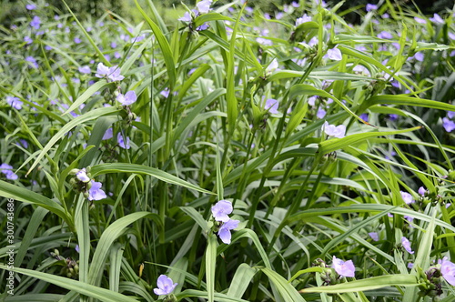 Closeup Tradescantia bracteata known as Longbract spiderwort with blurred background in garden  photo