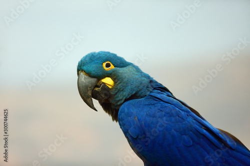 Lear s macaw  Anodorhynchus leari   also known as the indigo macaw  portrait with white background. Isolated blue macaw postrait.