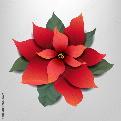 Red Poinsettia Isolated Grey Background