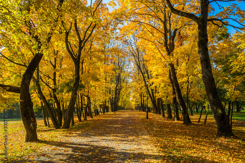 Fototapeta Naklejka Na Ścianę i Meble -  golden autumn in the park