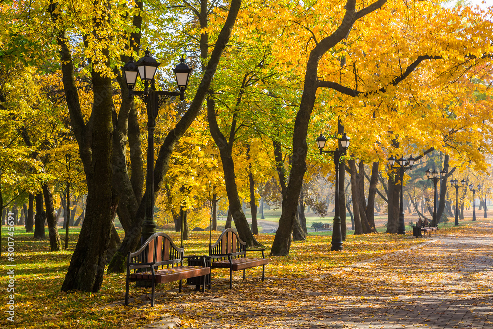 golden autumn in the park