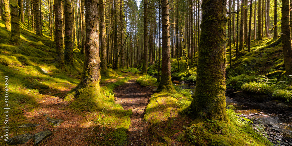 Fototapeta premium Spruce Forest Trail