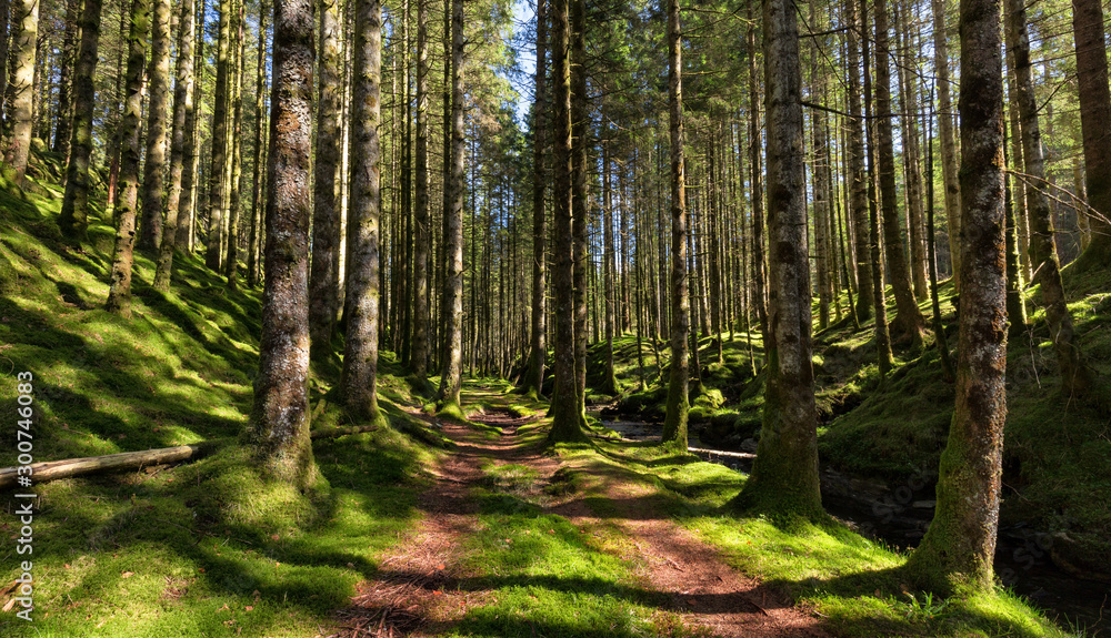 Spruce Forest Trail Spruce Forest Trail