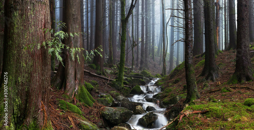 Redwood forest with a stream