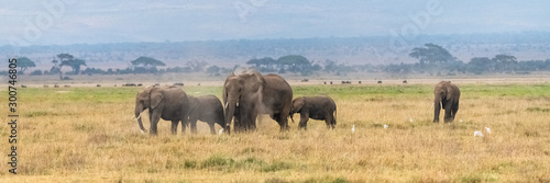 Herd of elephants in the savannah in the Serengeti park, the mother and a baby elephant walking with western cattle egrets on the grass
