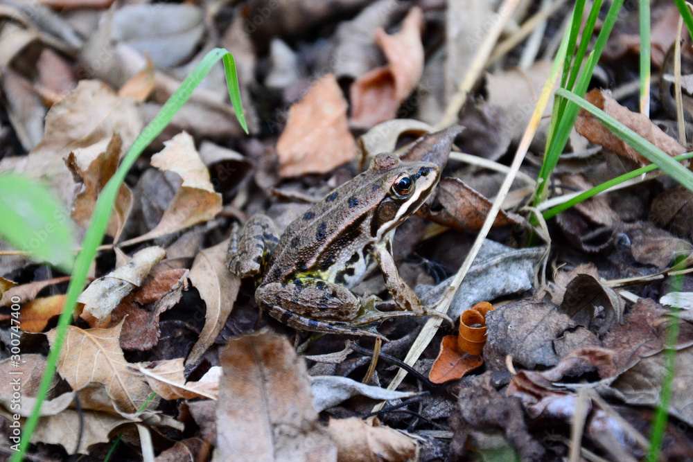 Close up photo of brown Frog sitting on a rock in a garden pond surrounded by fallen yellow leaves in the fall, selective focus Close up photo of brown Frog sitting on a rock in a garden pond surrounded by fallen yellow leaves in the fall, selective focus