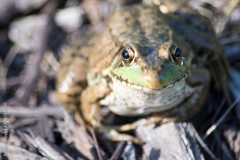 frog in pond frog in pond