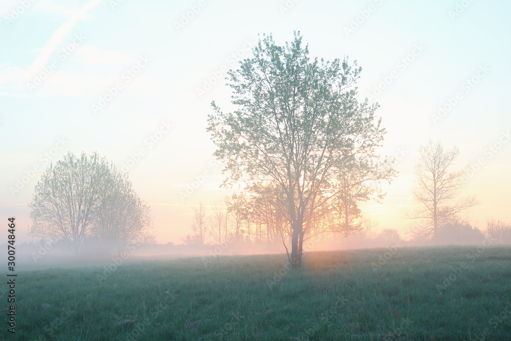 Fototapeta premium Tree in fog at sunrise