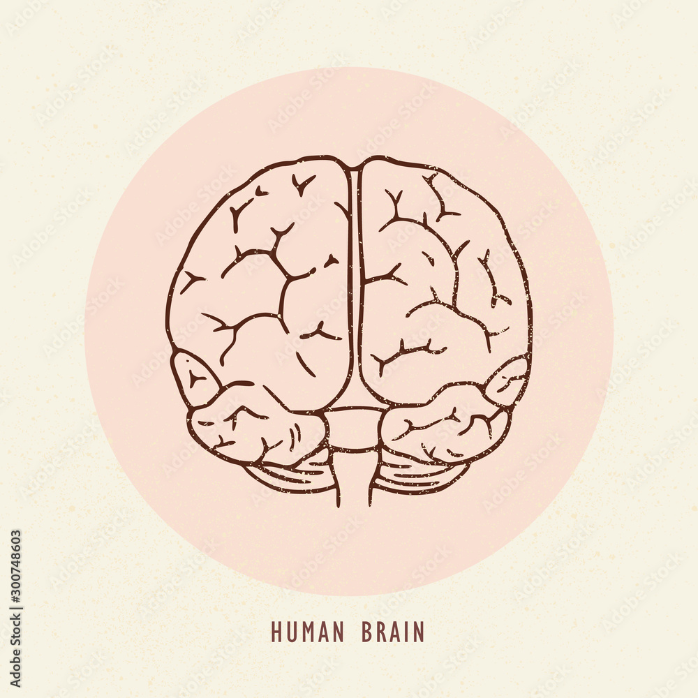 Vector hand-drawn illustration of the human brain. Vector hand-drawn illustration of the human brain.